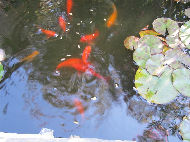 poissons rouges